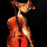 Cello From the Other Side | WOW; THATS ONE BIG VIOLIN | image tagged in cello from the other side | made w/ Imgflip meme maker