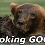 bear | Looking GOOD | image tagged in bear | made w/ Imgflip meme maker