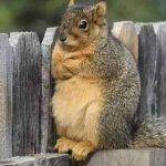 frustrated squirrel