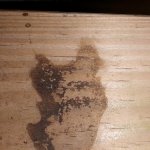 Water stain Cat