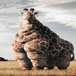 Fat giraffe