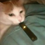 Juul Cat meme