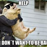 arrested pig | HELP; ME I DON´T WANT TO BE BACON | image tagged in arrested pig | made w/ Imgflip meme maker