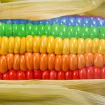 Rainbow Corn