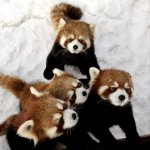 Red Panda QAnon  Family