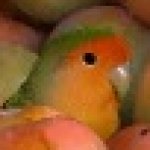 Unsettled Mango Bird