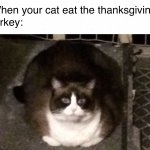 Fat cat meme meme