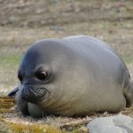 Intense Seal