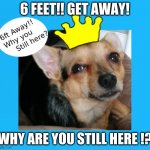 Dog Memes 6ft Away | 6 FEET!! GET AWAY! WHY ARE YOU STILL HERE !? | image tagged in dog meme | made w/ Imgflip meme maker