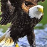 eagle