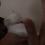 cat Says no