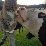Cowlick pussycat