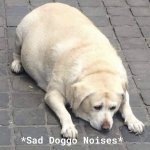 Sad Doggo Noises meme