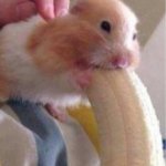 hamster banana