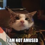 Cat in sleave. | I AM NOT AMUSED | image tagged in cat | made w/ Imgflip meme maker