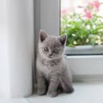 gray kitten staring