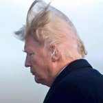Trump hair