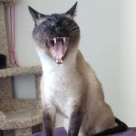 yawn cat
