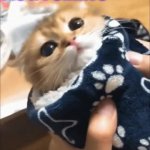 meow GIF Template