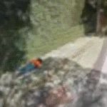 paerpda GIF Template