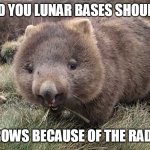 wombat | I TOLD YOU LUNAR BASES SHOULD BE; IN BURROWS BECAUSE OF THE RADIATION. | image tagged in wombat | made w/ Imgflip meme maker