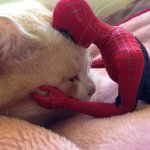 Cat and Spider-man toy
