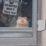 don't let the cat out