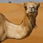 camel | Hey! Hey! I am BACK! | image tagged in camel | made w/ Imgflip meme maker
