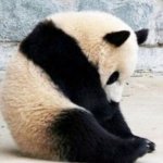 ): panda | SHE'S SAD ):; AWWW | image tagged in sad panda | made w/ Imgflip meme maker