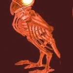 spooky bird