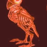 spooky bird | SPOKTOBER STARTS; BIRDS | image tagged in spooky bird | made w/ Imgflip meme maker