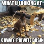 Bad dog dead couch | WHAT U LOOKING AT; LOOK AWAY, PRIVATE BUSINESS | image tagged in bad dog dead couch | made w/ Imgflip meme maker
