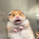 Screaming Hamster