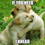 Puppy I love bro | IF YOU NEED I KNEAD | image tagged in puppy i love bro | made w/ Imgflip meme maker