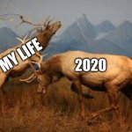 fighting moose | MY LIFE; 2020 | image tagged in fighting moose,2020 sucks,2020 | made w/ Imgflip meme maker