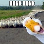 Honk | HONK HONK | image tagged in goose | made w/ Imgflip meme maker