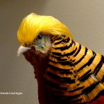 Trump Chicken