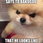 Angry Pomeranian | WHEN SOMEONE SAYS TO BAKUGOU THAT HE LOOKS LIKE AN ANGRY POMERANIAN. | image tagged in angry pomeranian | made w/ Imgflip meme maker