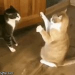 Cat When Three People Talk At Once GIF - Cat WhenThreePeopleTalkAtOnce  Confused - Discover & Share GIFs