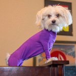 Doggie leotard