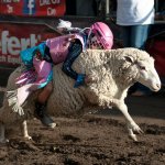 Mutton busting