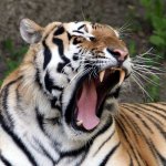 Tiger Yawn meme
