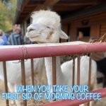 Alpaca coffee | WHEN YOU TAKE YOUR FIRST SIP OF MORNING COFFEE | image tagged in ali | made w/ Imgflip meme maker