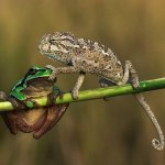 Frog & Chameleon