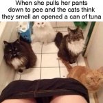 Cat She Pulling Down Pants Smelling Tuna