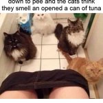 Cat She Pulling Down Pants Smelling Tuna | image tagged in cat she pulling down pants smelling tuna | made w/ Imgflip meme maker
