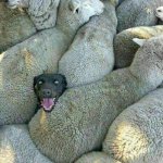 Dog among Sheep.