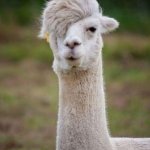 emo alpaca | THIS HAIRCUT; IS THE NEW STYLE | image tagged in emo alpaca | made w/ Imgflip meme maker