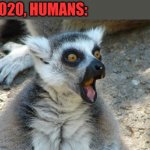 Surprised Lemur | 2020, HUMANS: | image tagged in surprised lemur,lemur,animal,cute,wild,reaction | made w/ Imgflip meme maker