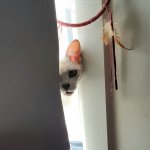 Peek-a-boo | PEEK-A-BOO; I SEES YOU HOOMAN | image tagged in peek-a-boo,funny cats,cats,funny animals | made w/ Imgflip meme maker